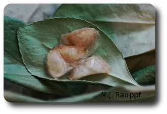 Larvae from brown cocoons in protected locations.