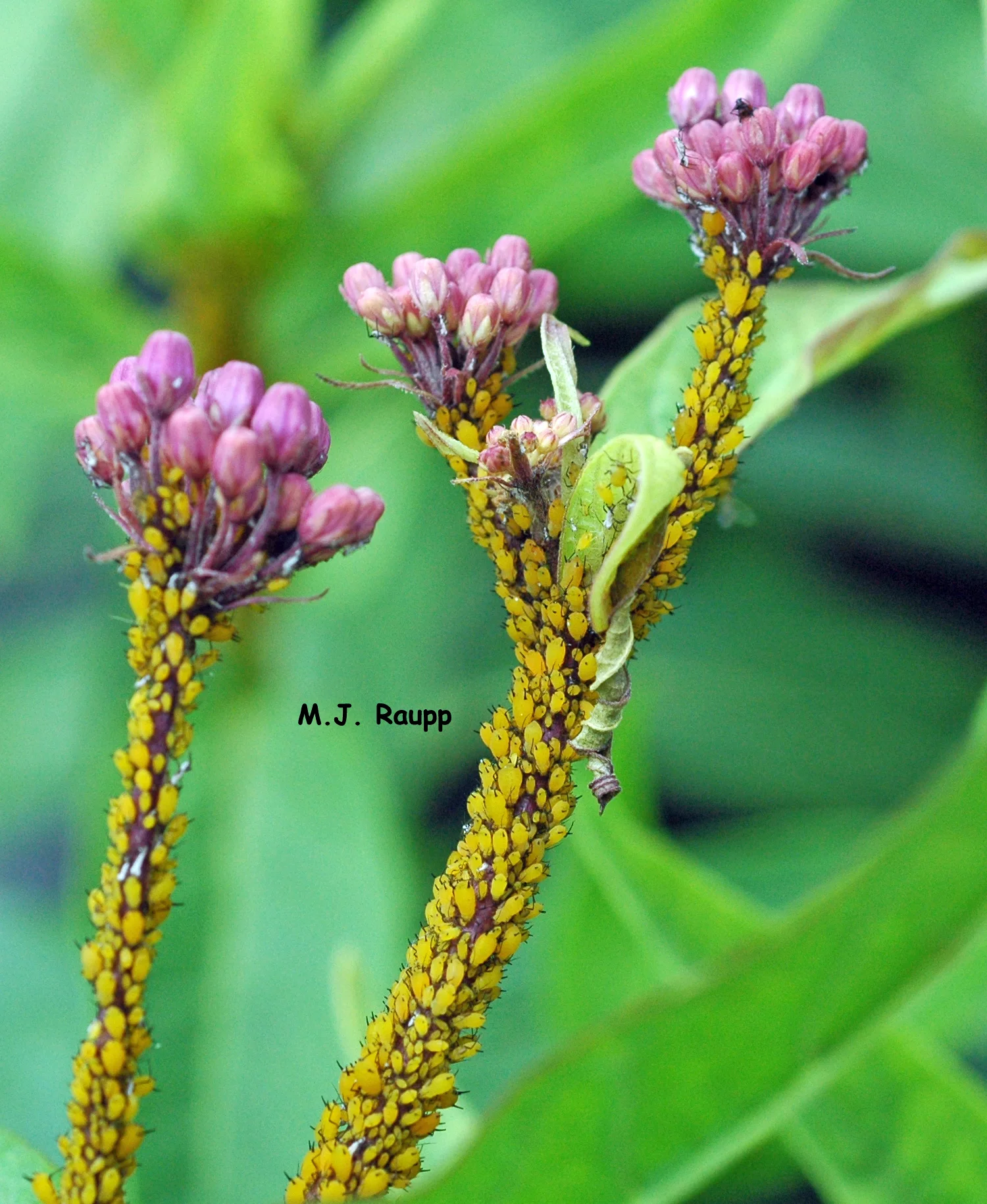 In a society where everyone is or will soon be a momma, populations of oleander aphids explode. 