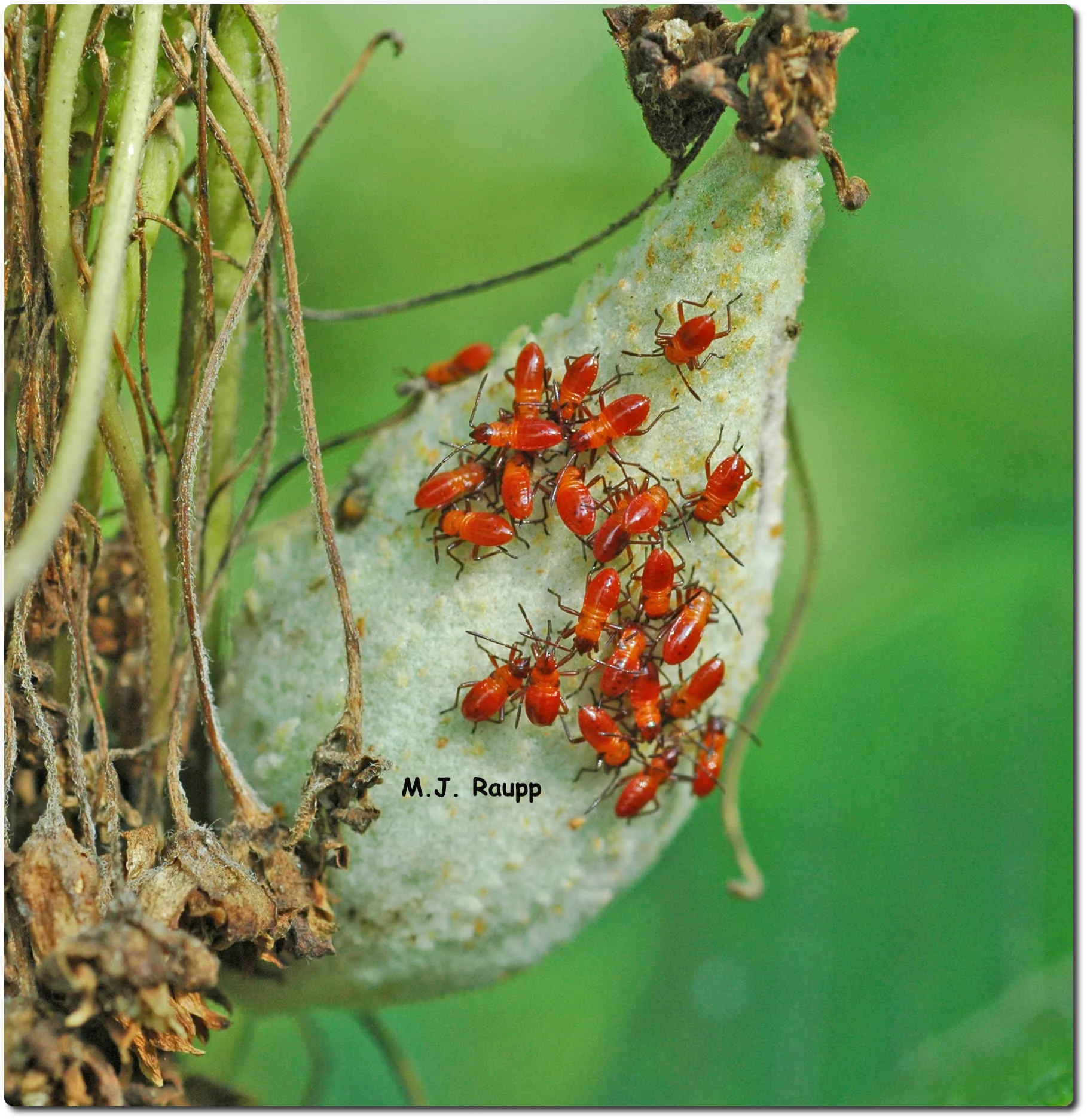 Long beaks enable nymphs of milkweed bugs to eat seeds within the milkweed pod. 