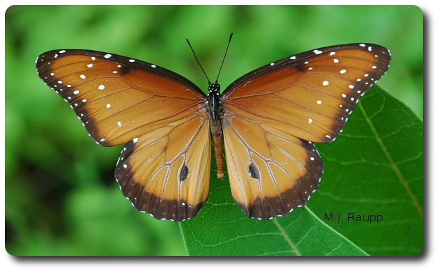 This Queen butterfly is a champion at scaring predators away. 