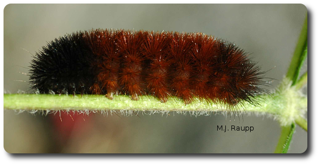 Oh wooly bear, please tell me this winter will be mild. 