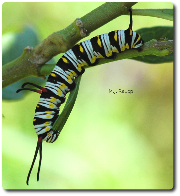 The gorgeous Queen caterpillar eats milkweeds and other toxic plants.