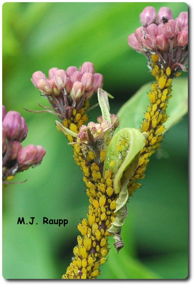 In a society where everyone is or will soon be a momma, populations of oleander aphids explode. 