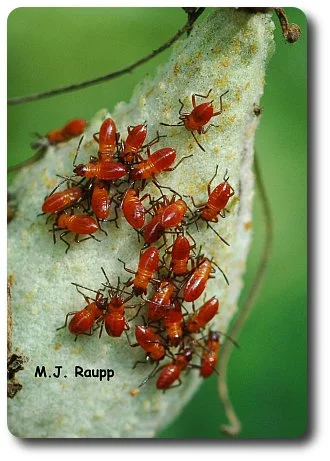 Long beaks enable nymphs of milkweed bugs to eat seeds within the milkweed pod.