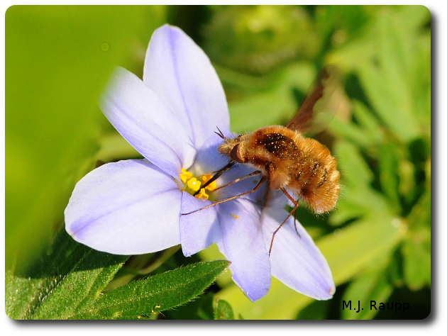 Bhat Fly Beware the bee fly - Bombylius sp. — Bug of the Week