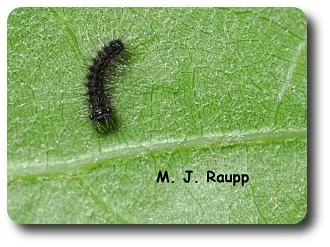 This newly hatched gypsy moth larva will gain over a thousand times its present body weight before it completes its development. This is equivalent to a baby growing into an adult weighing 7000 pounds. Yikes!