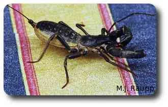 Watch out for the whip scorpion.