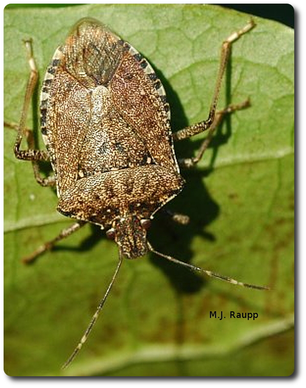 White bands of antennae, legs, and abdomen are characteristic for brown marmorated stink bug.