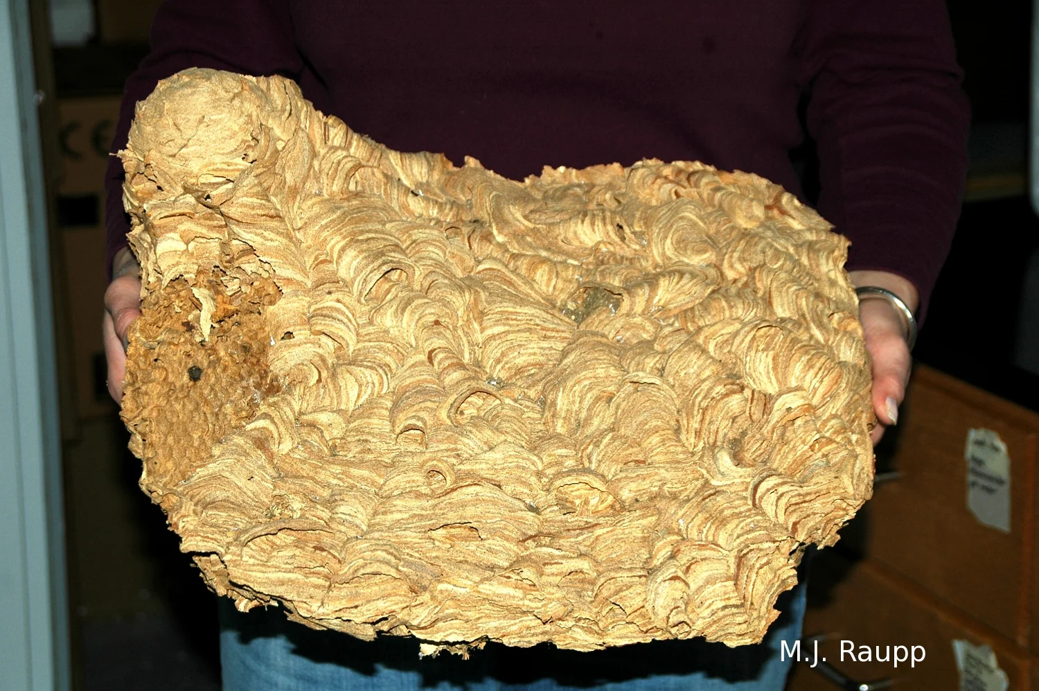 This spectacular European hornet nest was recovered during a home renovation.