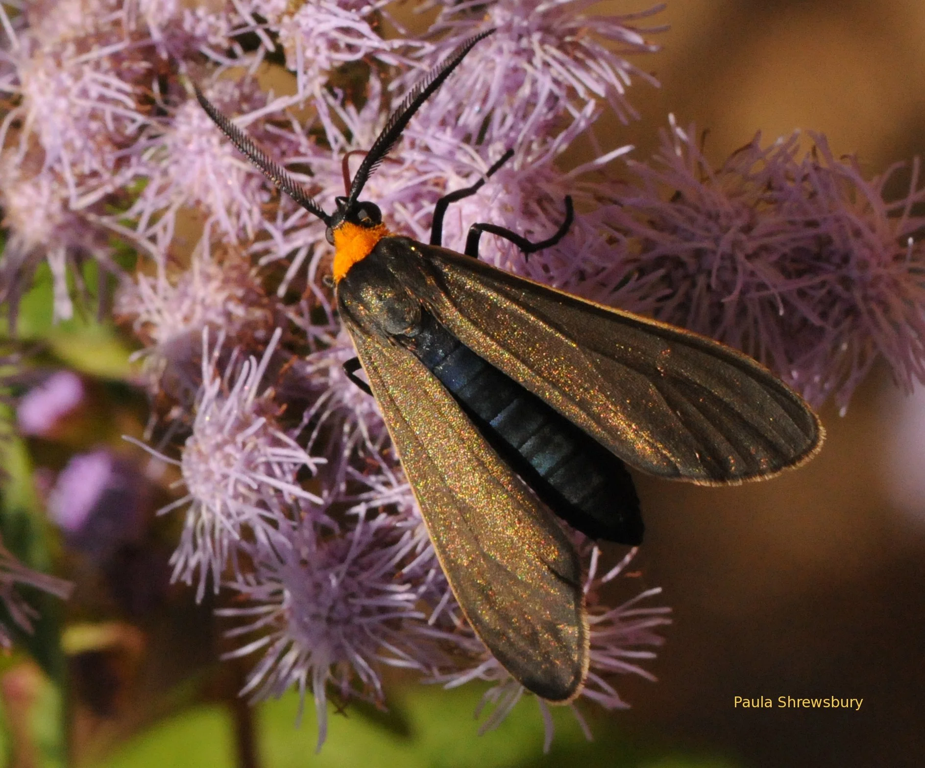 The beautiful yellow-collared scape moth is a bold day time flier. Photo: Paula Shrewsbury