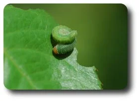 It's easy to see how this sawfly earned the name curled rose sawfly.