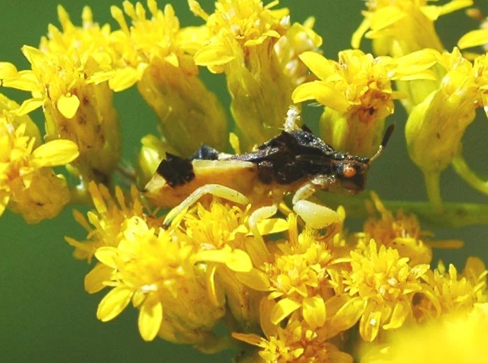 Yellow, green, and brown work well on goldenrod.
