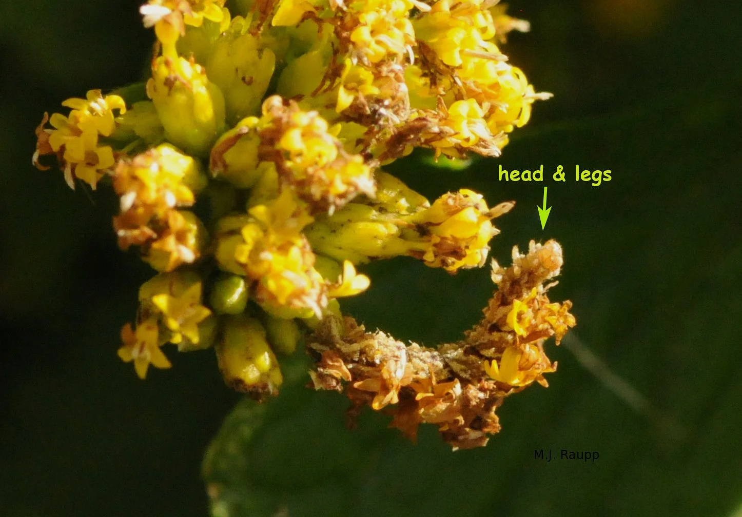 Can you find the camouflaged looper on this flower head?