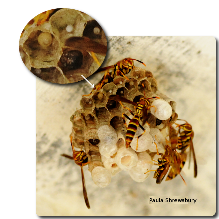 Workers tend the nest while eggs and larvae develop inside cells. Photo: Paula Shrewsbury