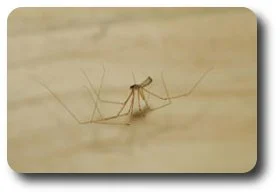 This delicate cellar spider is really quite vicious to other small insects and spiders but harmless to us. 