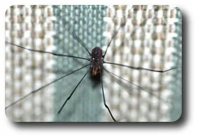 Daddy long-legs, a.k.a. harvestman, does it have the most venomous bite of all eight-leggers?