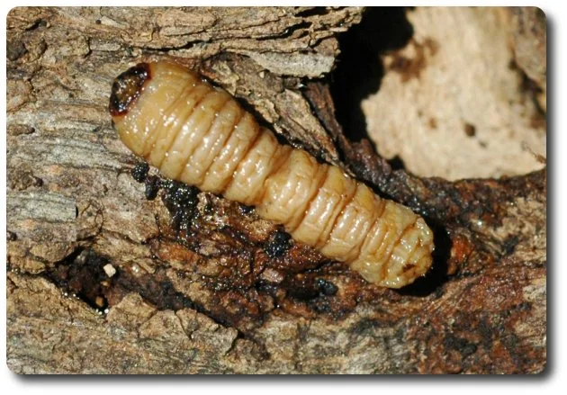 Larvae of the locust borer are known as round headed borers. They make galleries beneath bark that can kill branches and sometimes entire trees. 