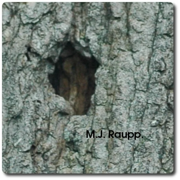 Adult beetles exit the tree through holes in the bark cut by larvae.
