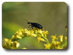 The black blister beetle produces potent irritants called cantharidins.
