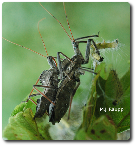 A dinner date hits the spot for these two wheel bugs.