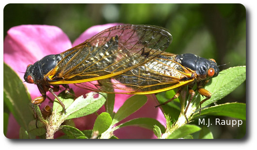 Seventeen years underground might make you as shy as these periodical cicadas appear to be.