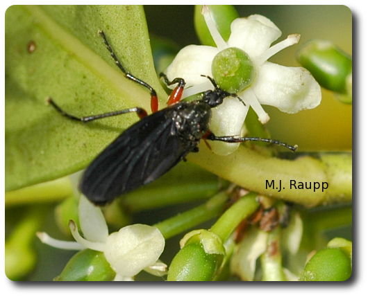 Lovebugs and other bibionid flies like this one commonly feed on nectar.