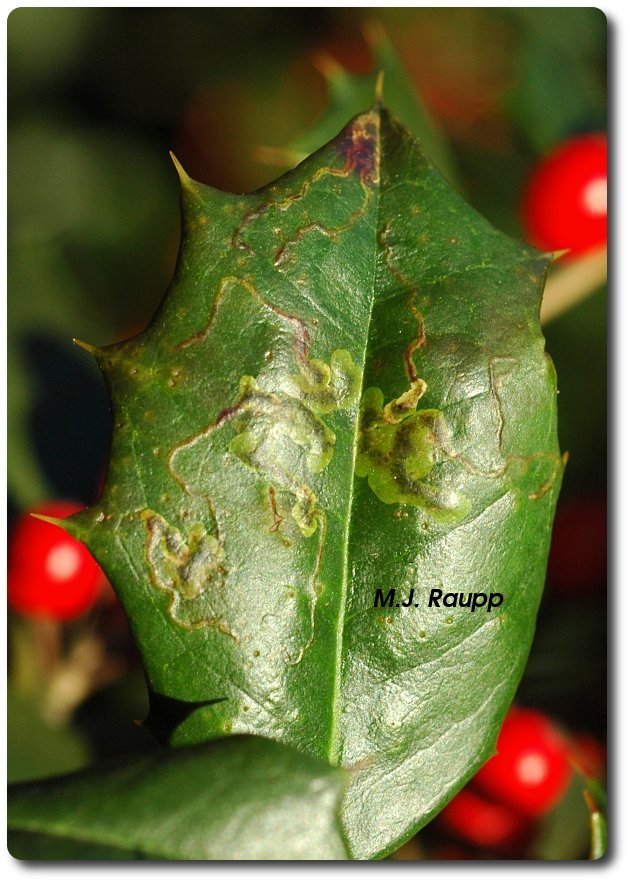 Holly previously occupied by a leaf miner