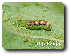 Flower fly larvae eating aphids