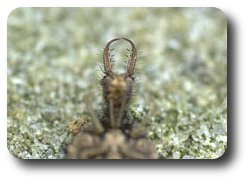 Sickle-shaped antlion jaws