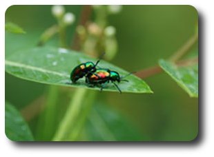 Two dogbane beetles in bliss