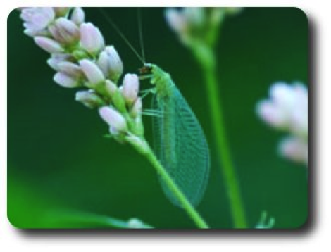 An adult lacewing
