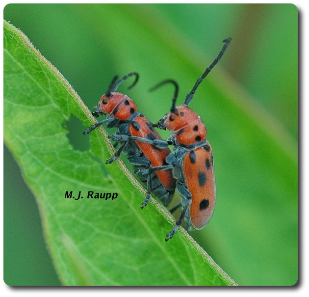Milkweed longhorned beetles on a date