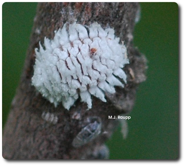 White, waxy coat protects this lady bug larva from potential predators