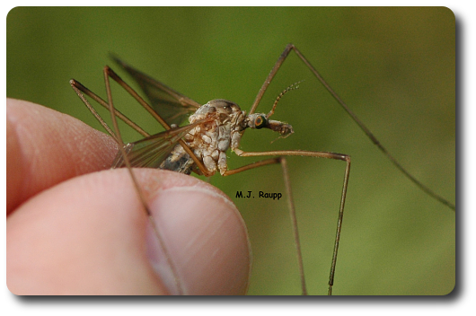 The crane fly is usually mistaken for a mosquito