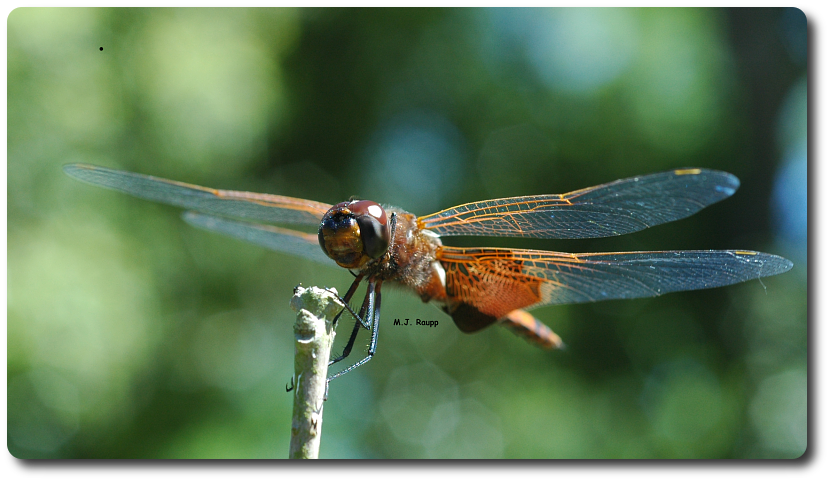 This dragonfly possesses powerful legs and strong wings