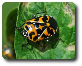 Harlequin bug