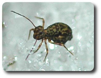 Long antennae may help this springtail to find food in an icy land.
