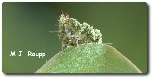 This lacewing larva coats itself with plant debris