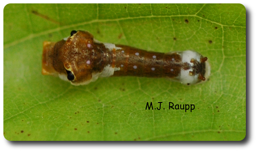 Young tiger swallowtail larvae resemble bird droppings.