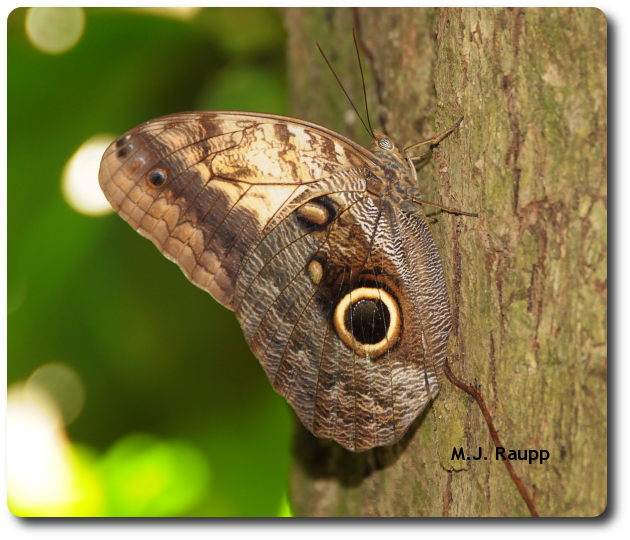 A scary eye spot adorns the wing of an owl butterfly.