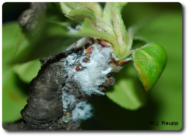 Some aphids like the wooly apple aphid produce large amounts of fluffy wax.