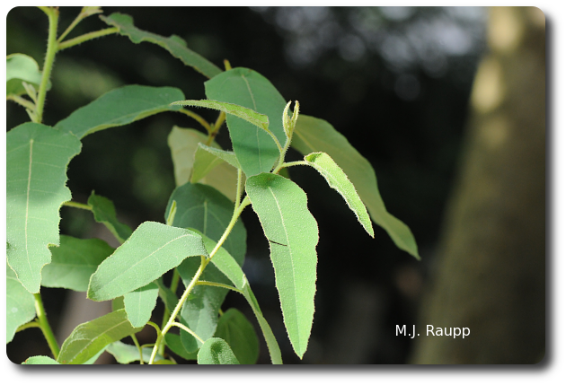 Lemon eucalyptus is the source of a potent mosquito repellent.