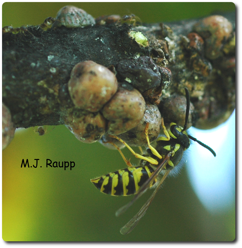 In the wild yellow jackets obtain sweets from the honeydew of scale insects.