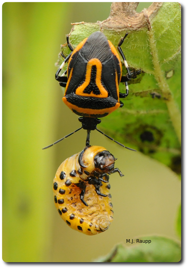 The Colorado potato beetle larva dangling from the beak of the adult two-spotted stink bug will soon be drained of blood.