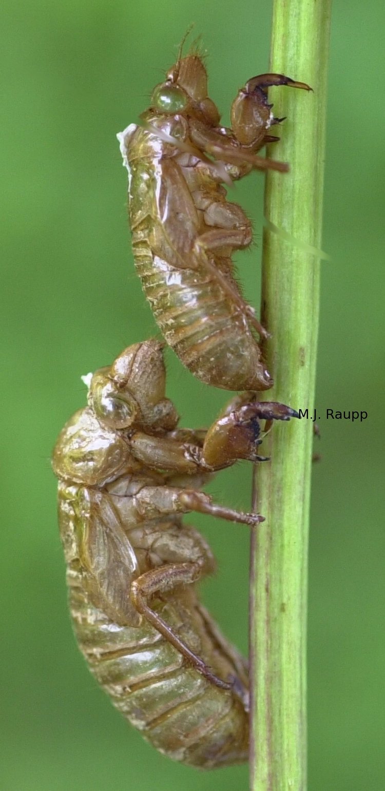 Shed cicada skins called exuviae, decorate trees and shrubs.