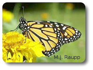 A monarch prepares to carbo-load on nectar before performing its royal tasks.