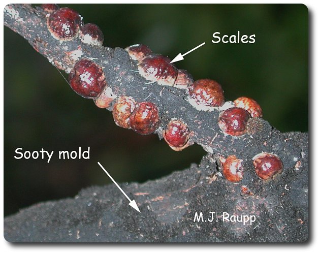 Sooty mold growing on honeydew produced by scale insects change the color of this branch from brown to black.