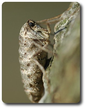 The female fall cankerworm lacks functional mouthparts and does not eat.