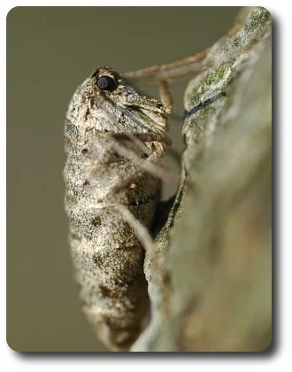 The female fall cankerworm lacks functional mouthparts and does not eat.