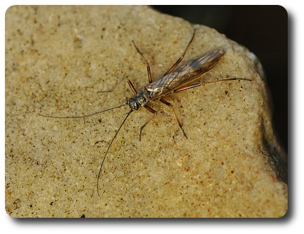 Winter stoneflies are active even on chilly days in January.